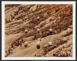 Nine Desert Snowballs, Hell's Half Acre, Wyoming