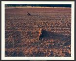 Red Setters in Red Field, Charlotte, North Carolina