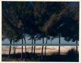 Australian Pines, Fort DeSoto, Florida