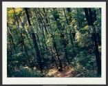 Slanting Forest, Lewiston, New York