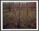 Red Tape, Silver Tree, Silver Creek, New York