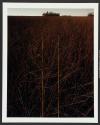 Marsh Grass and Hammock, Pine Island, Florida