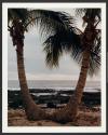 Coconut Palm Horizon, Kona Coast, Hawaii