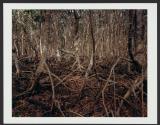 Mangrove Swamp Lightning, Matheson Hammock State Park, Florida