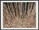 Bamboo Lightning, Penland, North Carolina