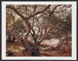 Live Oak Lightning, Lompoc, California