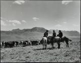 Herder rounding up cattle, Mackay, Idaho