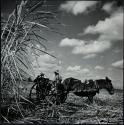 Water carrier in sugar cane field, West Baton Rouge Parish, Louisiana
