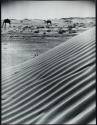 Camels walking past sand dunes, Kharj, Saudi Arabia