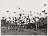 The pigeons of Red Square