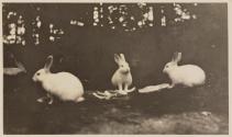 [Three white rabbits]