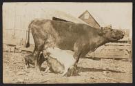 [Cow and pigs]