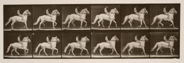 Ambling (single foot); bareback; rider, 106, nude; white horse, Clinton