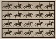 Racking (pacing); saddle; brown horse, Pronto