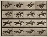 Gallop; thoroughbred bay mare, Annie G.