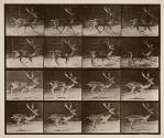 Fallow deer; buck; A, trotting; B, galloping