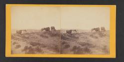 Cattle grazing on Mount Oriad, Lawrence, Kansas. 323 miles west of St. Louis, Mo.