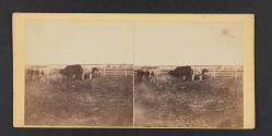 Cattle yard at Moore's Summit, on Branch Road between Lawrence & Leavenworht, Kansas.
