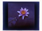 Water Lily