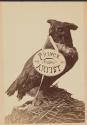 [Owl with studio advertisement]