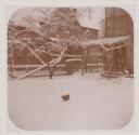 [Cat in snow]