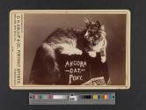 Foxy, angora cat