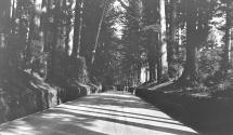 Street in forest, Japan Trip
