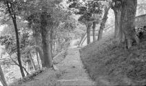 Wooded path in garden, Japan Trip