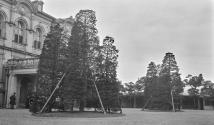 Trees in front of mansion, Japan Trip