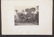 Haute Égypte, Bois de dattiers et de palmiers doums