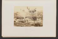 The Mosque of Omar, &c., Jerusalem