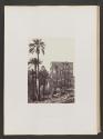 Palms &c. on Philae
