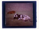[View of cattle]