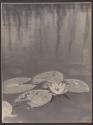 [Lily pads]