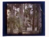 [Palm trees and bridge]