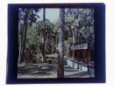 [Tomoka River Steamer]