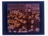 Yellow Chrysanthenum
