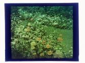 [Garden view]