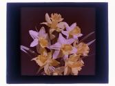 [Floral Arrangement]