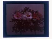 Tree Peonies