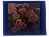 Peonies