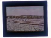 American Flag in Asters. 100 by 200 ft