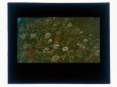 Zinnia
