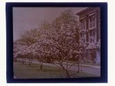 [Trees in bloom]