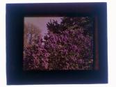 Lilac and Highland Park