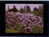[Flowering bush]