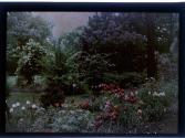 [Flowers in garden]