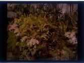 [Flowers in greenhouse]