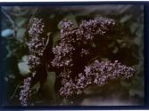 [Closeup of flowers]