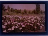 [Flower bed]